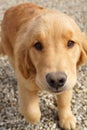 Curious golden retriever puppy Royalty Free Stock Photo