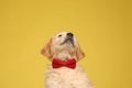 Curious golden retriever puppy wearing bowtie and looking up Royalty Free Stock Photo