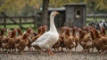 Curious goose leading chickens in yoga class on farmyard Royalty Free Stock Photo