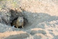 Curious gopher looks out