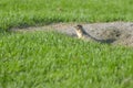 Curious gopher looks out