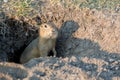 Curious gopher looks out