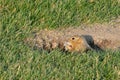 Curious gopher looks out