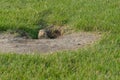 Curious gopher looks out