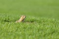 Curious gopher looks out