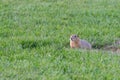 Curious gopher looks out