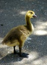 Curious Gosling