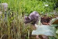 Curious gray cat looking at the pond surrounded by spring garde