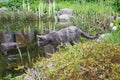 Curious gray cat looking at the pond surrounded by spring garde