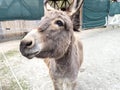 Curious gray donkey with large ears in outdoor enclosure looking alertly forward Royalty Free Stock Photo