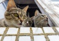 Curious gray kittens are looking out the window