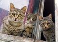 Curious gray kittens sit on the window and look at the street