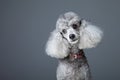 Curious gray poodle Royalty Free Stock Photo