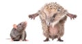 Curious gray rat and funny hedgehog, standing on hind legs