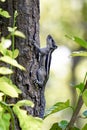 Curious Gray Squirrel Climbing a Tree Trunk in a Sunlit Forest Scene With Leaves Royalty Free Stock Photo