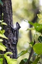 Curious Gray Squirrel Climbing a Tree Trunk in a Sunlit Forest Scene With Leaves Royalty Free Stock Photo