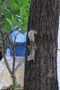 A curious gray squirrel climbs a tree trunk Royalty Free Stock Photo