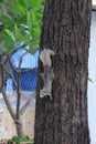 A curious gray squirrel climbs a tree trunk Royalty Free Stock Photo