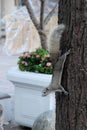 A curious gray squirrel climbs a tree trunk Royalty Free Stock Photo