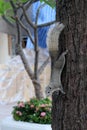 A curious gray squirrel climbs a tree trunk Royalty Free Stock Photo