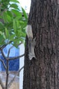 A curious gray squirrel climbs a tree trunk Royalty Free Stock Photo