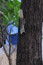 A curious gray squirrel climbs a tree trunk Royalty Free Stock Photo