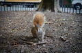 Curious gray squirrel sitting on the ground Royalty Free Stock Photo