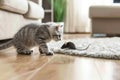 Curious Gray Tabby Cat Squatting and Staring at a Small House Mouse, Predator and Its Prey. Royalty Free Stock Photo