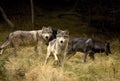 Curious Gray Wolves