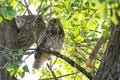 Curious Great Horned Owl Being Watchful in the Forest Royalty Free Stock Photo