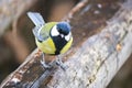 Curious Great tit sits on an old stump. Forest bird Parus major Royalty Free Stock Photo