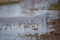 Curious Greater Yellowlegs