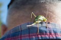 Curious green cricket Royalty Free Stock Photo