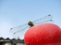 A curious green dragonfly sits on a red ball