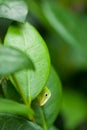 Curious Green Lizard Royalty Free Stock Photo