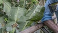 A curious green parrot Amazona albifrons sits on a perch