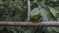 A curious green parrot Amazona albifrons is sitting on a perch