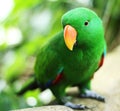 Curious Green Parrot