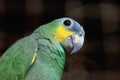Curious green parrot pet close up portrait