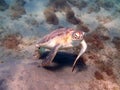 Curious green sea turtle in special position looking at my camera