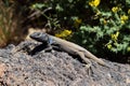 Curious grey and blue patterned canary lizard sunbathing on rock in Tenerife, Canary Islands, Spain