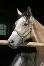 Curious grey colored horse looking out stable door Royalty Free Stock Photo