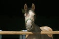 Purebred young racehorses looking over the barn door against summer afternoon lights Royalty Free Stock Photo