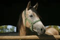 Purebred young racehorses looking over the barn door against summer afternoon lights Royalty Free Stock Photo