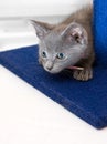 Curious grey kitten prepares to pounce