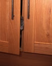 Curious grey kitten spying from cupboard