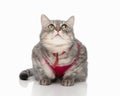 curious grey metis cat with pink harness laying down and looking up