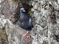 A curious grey pigeon peeks out from a rock wall in a Welsh castle