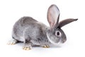 Curious grey rabbit sniffing Royalty Free Stock Photo