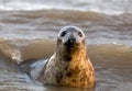 Curious Grey Seal Royalty Free Stock Photo